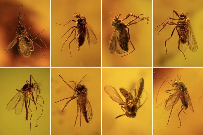 Several Fossil Flies (Diptera) In Baltic Amber #90873
